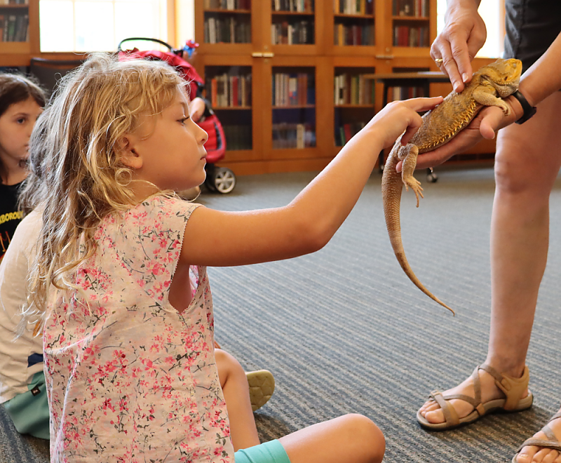 a child petting a lizard background image